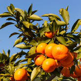Satsuma Orange