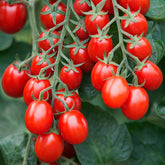 Cherry Tomatoes