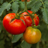 Roma Tomato