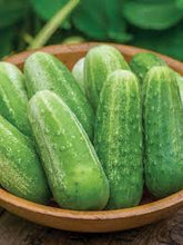 European cucumbers