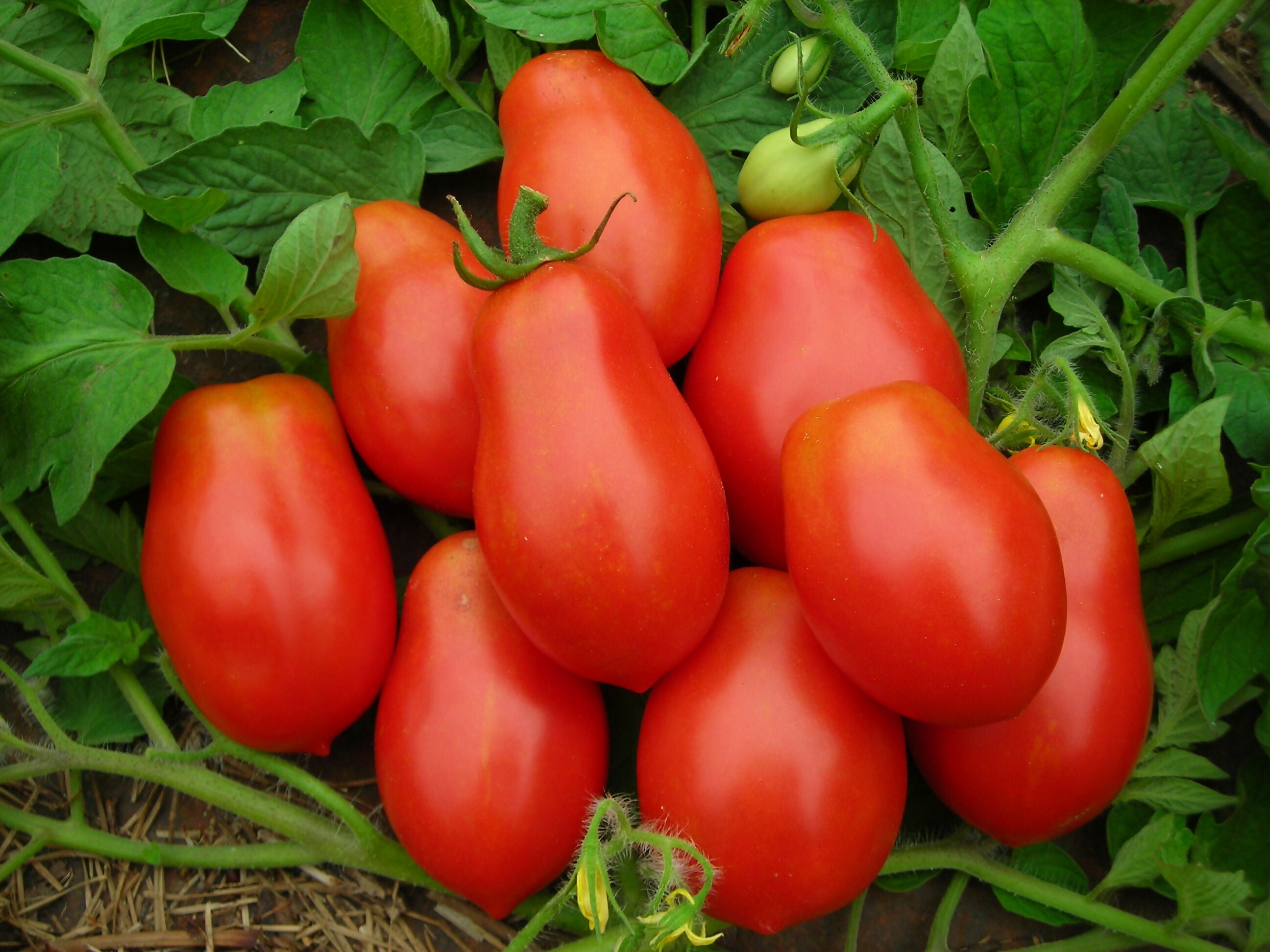 Roma Tomato