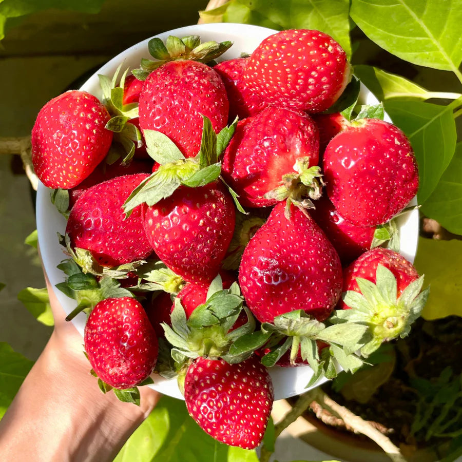 Strawberry