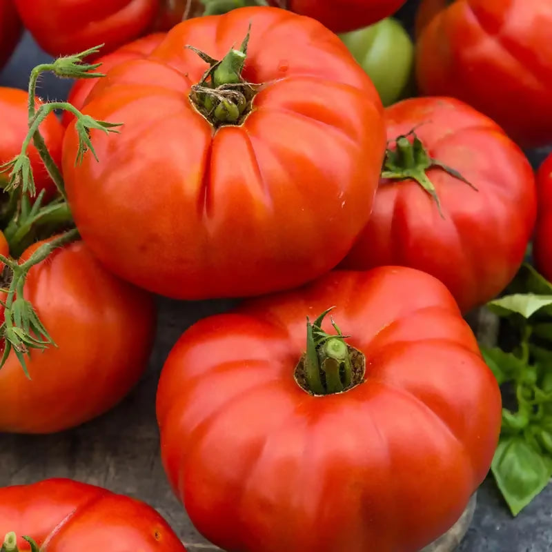 BEEF STEAK TOMATO
