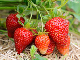 Strawberries