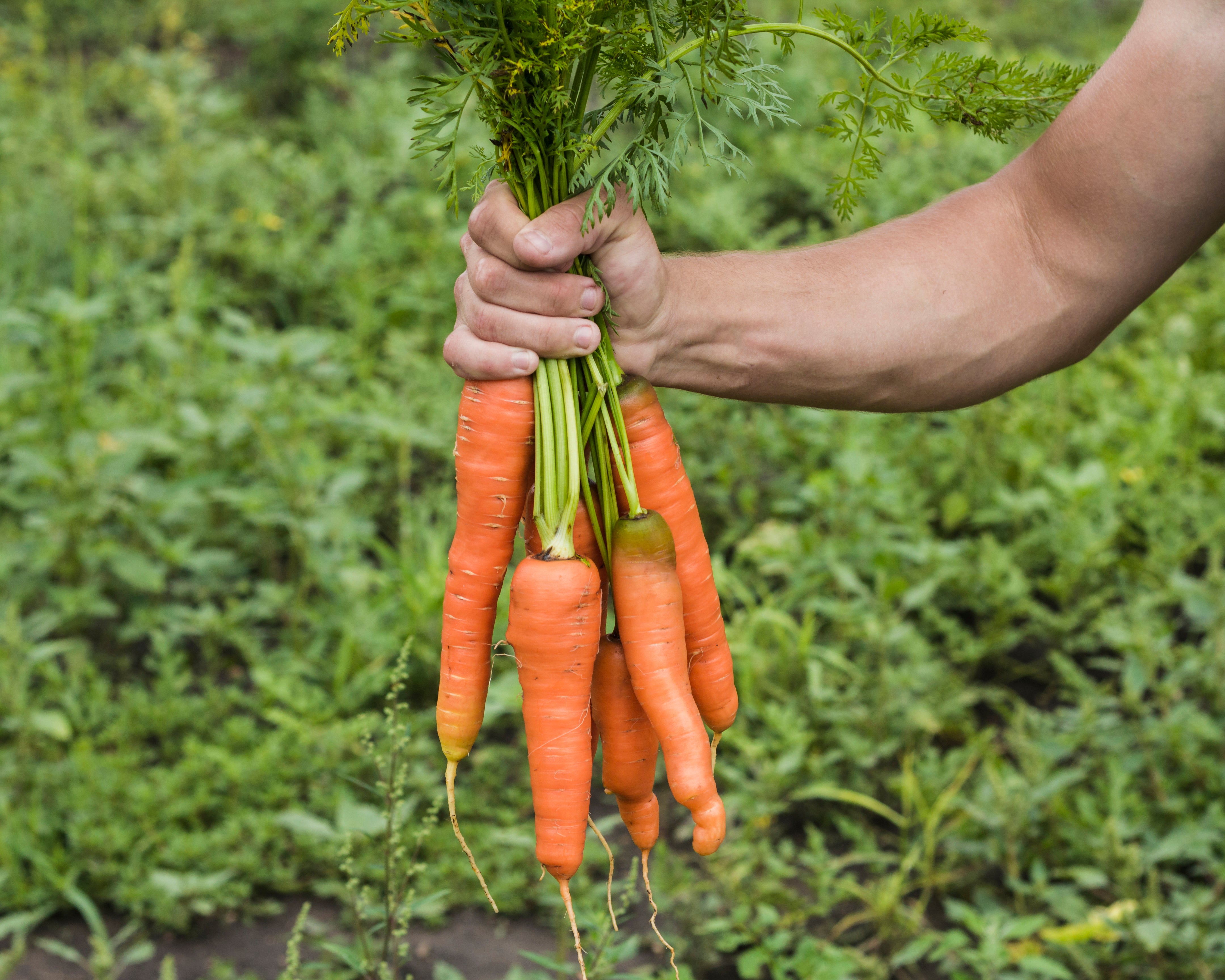 Carrot whole